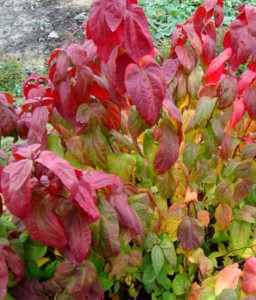 TAWUŁA JAPOŃSKA MACROPHYLLA W DONICY