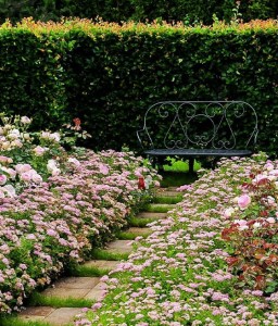 TAWUŁA JAPOŃSKA LITTLE PRINCESS W DONICY