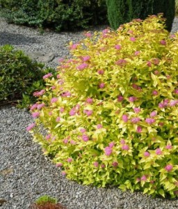 TAWUŁA JAPOŃSKA GOLDMOUND W DONICY