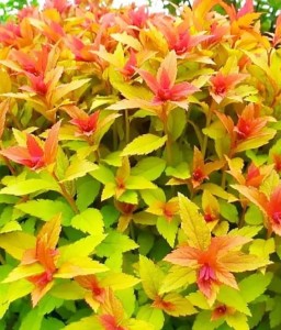 TAWUŁA JAPOŃSKA GOLDFLAME W DONICY