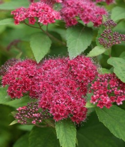 TAWUŁA JAPOŃSKA DART'S RED W DONICY