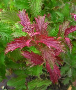 TAWUŁA JAPOŃSKA CRISPA W DONICY