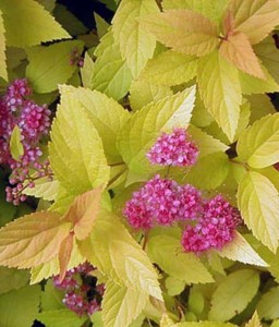 TAWUŁA JAPOŃSKA CANDLELIGHT W DONICY