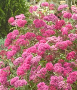 TAWUŁA JAPOŃSKA ANTHONY WATERER SAPHO W DONICY