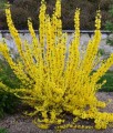 FORSYCJA POŚREDNIA GOLDRAUSCH
