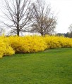FORSYCJA POŚREDNIA GOLDRAUSCH