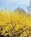FORSYCJA POŚREDNIA GOLDRAUSCH