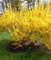 FORSYCJA POŚREDNIA GOLDRAUSCH