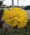 FORSYCJA POŚREDNIA GOLDRAUSCH