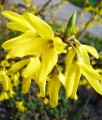 FORSYCJA POŚREDNIA GOLDRAUSCH