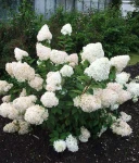 HORTENSJA BUKIETOWA PHANTOM