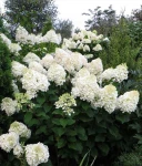 HORTENSJA BUKIETOWA PHANTOM