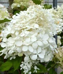 HORTENSJA BUKIETOWA PHANTOM