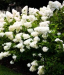 HORTENSJA BUKIETOWA PHANTOM