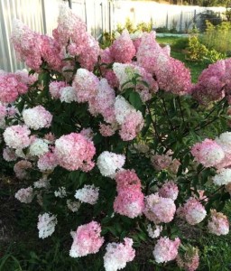 HORTENSJA BUKIETOWA PINK LADY W DONICY