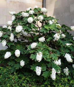 HORTENSJA DĘBOLISTNA SNOW GIANT W DONICY