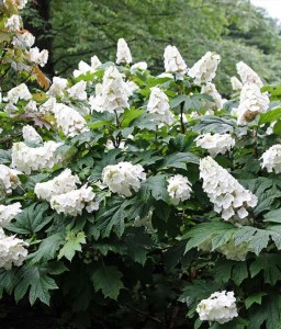 HORTENSJA DĘBOLISTNA SNOW QUEEN W DONICY