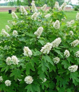 HORTENSJA DĘBOLISTNA TENNESSEE CLONE W DONICY