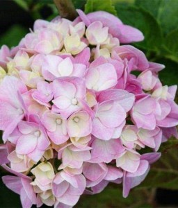 HORTENSJA OGRODOWA GERTRUD GLAHN W DONICY