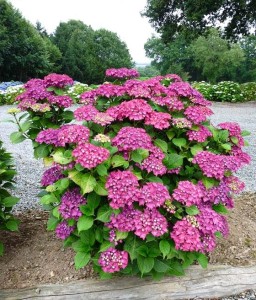 HORTENSJA OGRODOWA LEUCHTFEUER W DONICY