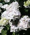 HORTENSJA OGRODOWA MADAME EMILE MOUILLERE