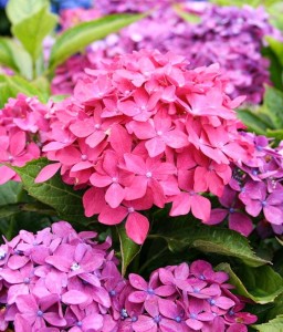 HORTENSJA OGRODOWA MINI HORNLI W DONICY