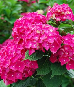 HORTENSJA OGRODOWA PIA W DONICY