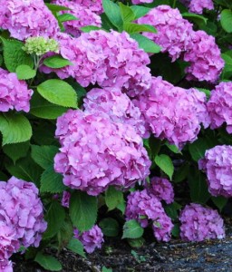 HORTENSJA OGRODOWA RENATE STEINIGER W DONICY