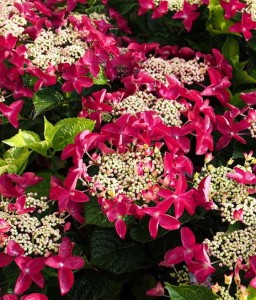 HORTENSJA OGRODOWA ROTSCHWANZ W DONICY