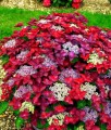 HORTENSJA OGRODOWA ROTSCHWANZ