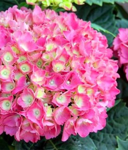 HORTENSJA OGRODOWA SCHONE BAUTZNERIN W DONICY