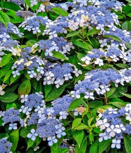 HORTENSJA PIŁKOWANA BLUEBIRD W DONICY