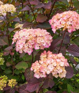 HORTENSJA PIŁKOWANA PREZIOSA W DONICY