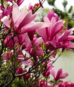 MAGNOLIA ANN W DONICY