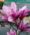 MAGNOLIA BETTY