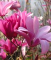 MAGNOLIA BETTY