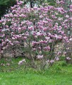MAGNOLIA BETTY