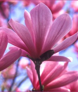 MAGNOLIA GALAXY W DONICY