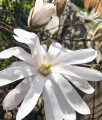 MAGNOLIA GWIAŹDZISTA