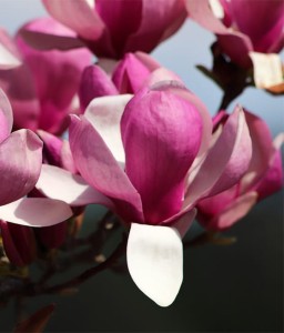 MAGNOLIA POŚREDNIA RUSTICA RUBRA W DONICY