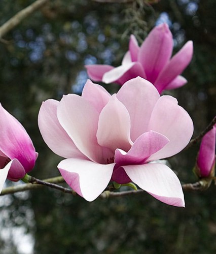 MAGNOLIA RICKI W DONICY