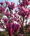 MAGNOLIA SUSAN