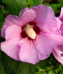HIBISKUS MAIKE - KETMIA SYRYJSKA W DONICY