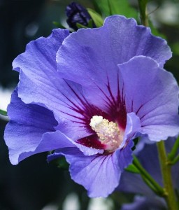 HIBISKUS MARINA - KETMIA SYRYJSKA W DONICY