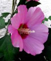 HIBISKUS PINK GIANT - KETMIA SYRYJSKA