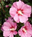 HIBISKUS PINK GIANT - KETMIA SYRYJSKA