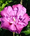 HIBISKUS PURPLE RUFFLES SANJOYO - KETMIA SYRYJSKA