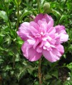 HIBISKUS PURPLE RUFFLES SANJOYO - KETMIA SYRYJSKA
