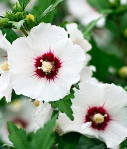 HIBISKUS RED HEART - KETMIA SYRYJSKA W DONICY