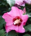HIBISKUS WOODBRIDGE - KETMIA SYRYJSKA